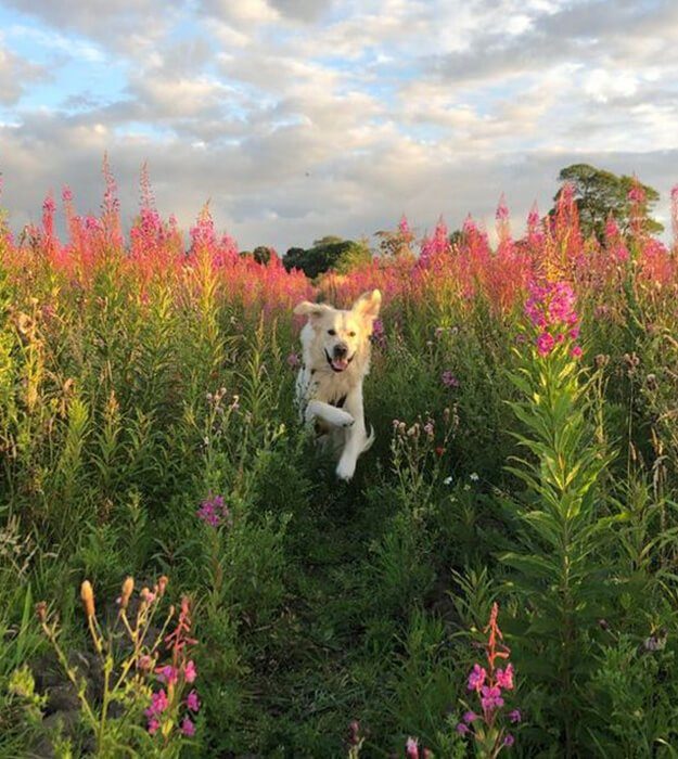 Good Boys Go Outside: How to Make Nearly Any Outdoor Adventure Dog Friendly