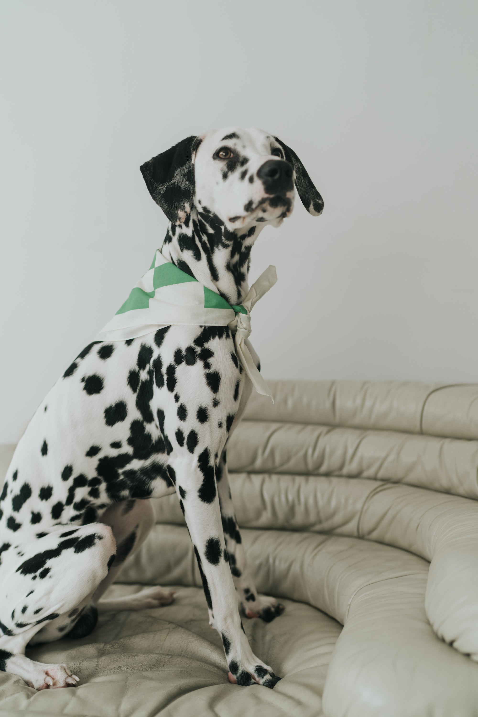 Checkered Dog Bandana