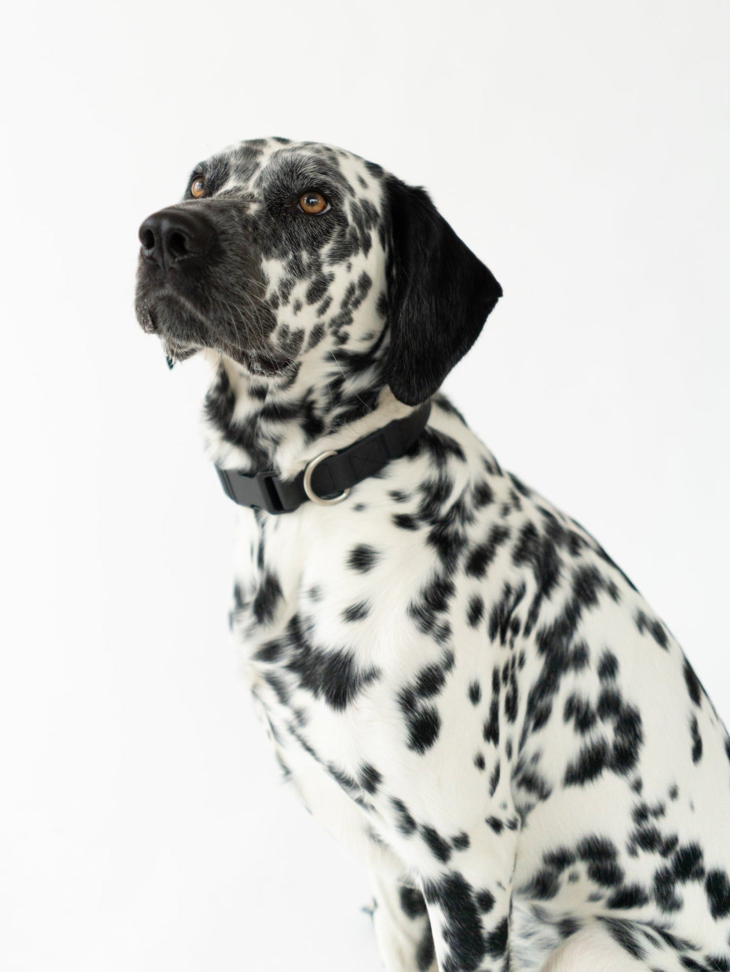Medium Dog Collar