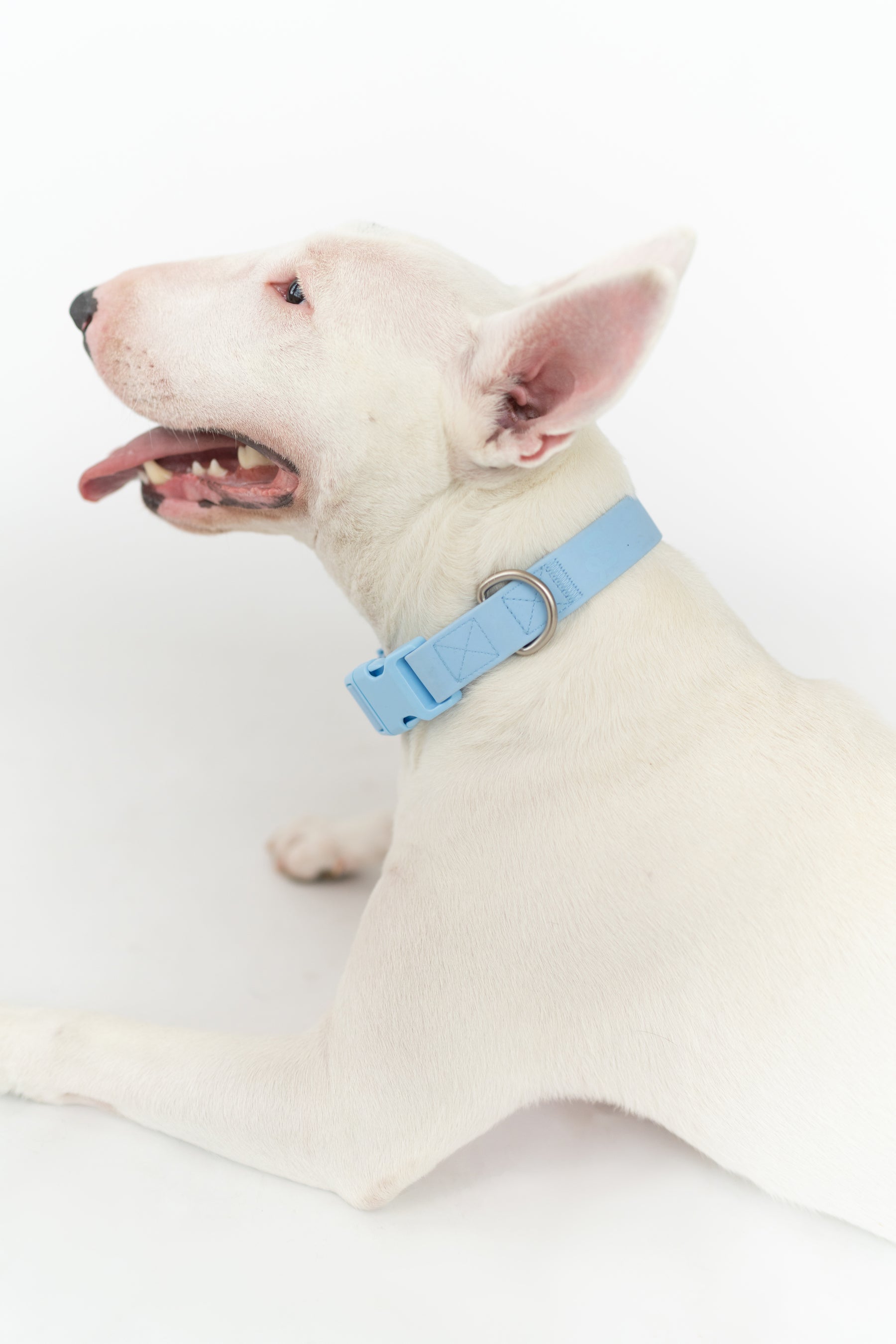 Small Dog Collar